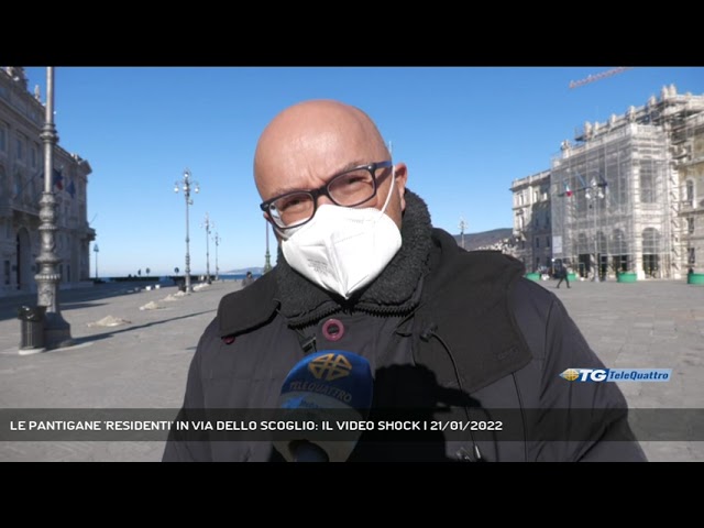 TRIESTE | LE PANTIGANE 'RESIDENTI' IN VIA DELLO SCOGLIO: IL VIDEO SHOCK ...