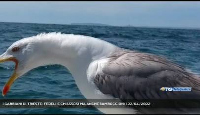 TRIESTE | I GABBIANI DI TRIESTE: FEDELI E CHIASSOSI MA ANCHE BAMBOCCIONI