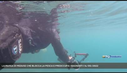 TRIESTE | LA MAREA DI MEDUSE CHE BLOCCA LA PESCA E PREOCCUPA I BAGNANTI