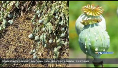 GORIZIA | PIANTAGIONE DI OPPIO NEL GIARDINO DI CASA: SEQUESTRO A GORIZIA