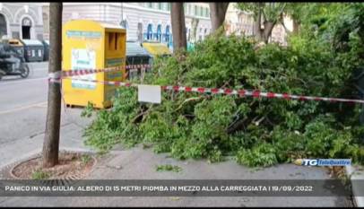 TRIESTE | PANICO IN VIA GIULIA: ALBERO DI 15 METRI PIOMBA IN MEZZO ALLA CARREGGIATA