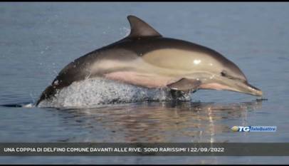 TRIESTE | UNA COPPIA DI DELFINO COMUNE DAVANTI ALLE RIVE: 'SONO RARISSIMI'