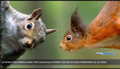 TRIESTE | LO SCOIATTOLO BARCOLANO: FRA CACCIA ALLE PIGNE E ZIG ZAG IN VIALE MIRAMARE