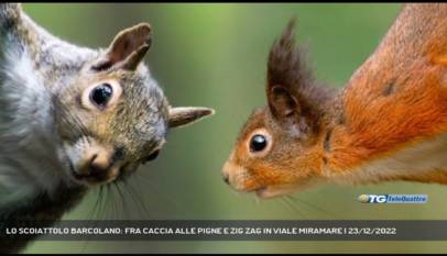 TRIESTE | LO SCOIATTOLO BARCOLANO: FRA CACCIA ALLE PIGNE E ZIG ZAG IN VIALE MIRAMARE