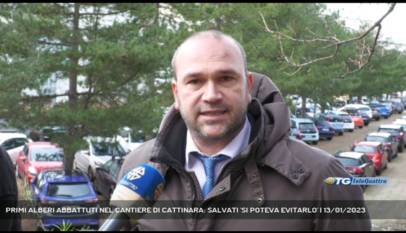 TRIESTE | PRIMI ALBERI ABBATTUTI NEL CANTIERE DI CATTINARA: SALVATI 'SI POTEVA EVITARLO'